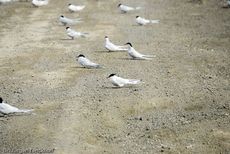 Seeschwalbe (6 von 7).jpg